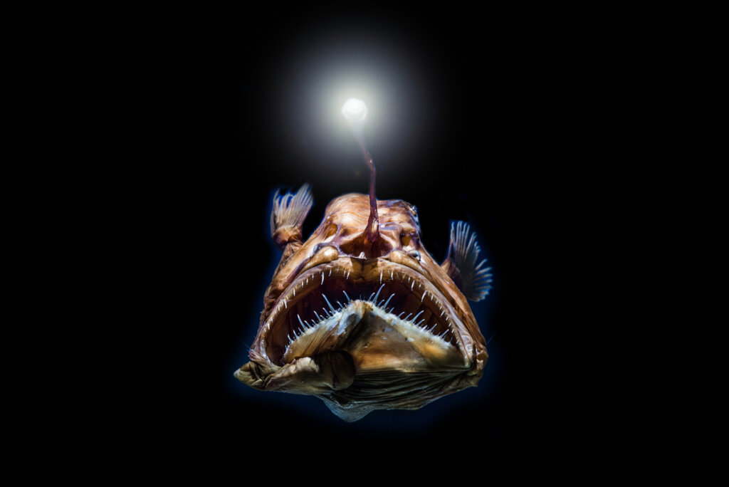 Les poissons des grands fonds ont une excellente vision