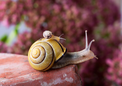 Différences entre limace et escargot