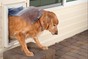 Un chien qui sort d'une chatière.