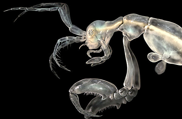 Tout sur les crevettes squelettes