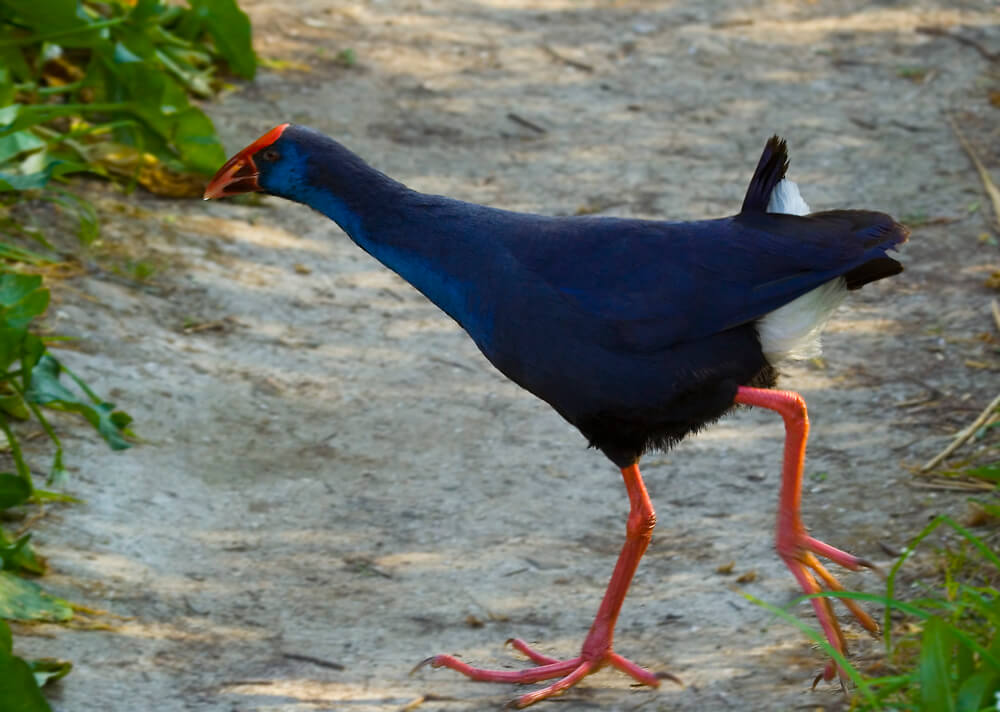 Gallinule pourpre des marais : habitat, caractéristiques et alimentation