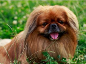 Quels sont les chiens qui perdent le plus de poils ?