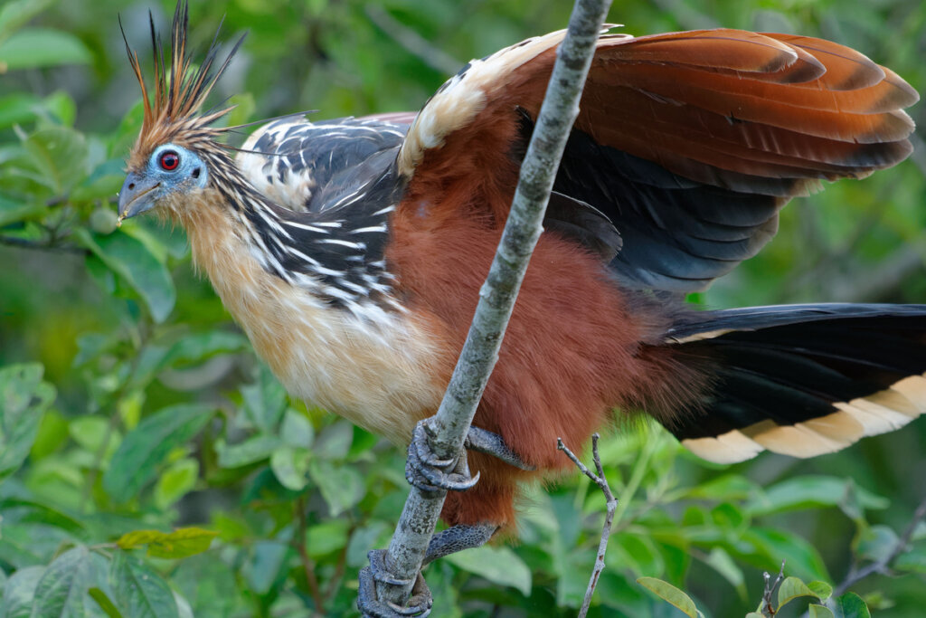 Le hoazin, un animal étonnant