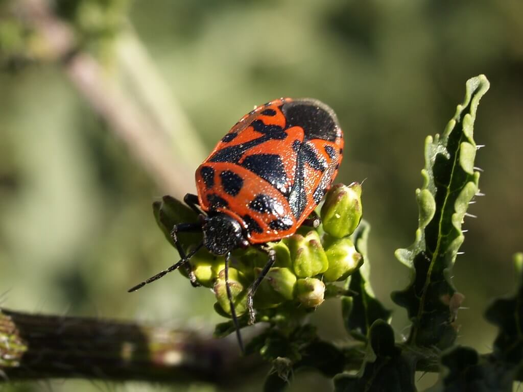 La punaise malva : habitat, caractéristiques et reproduction