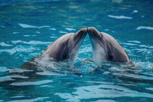 Existe-t-il des animaux qui ont des relations sexuelles pour le plaisir ?