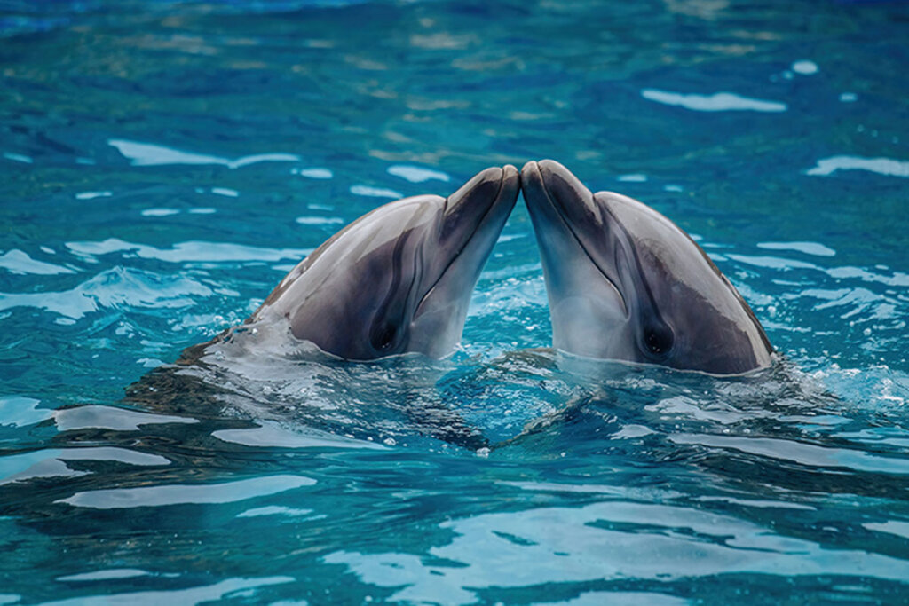 Existe-t-il des animaux qui ont des relations sexuelles pour le plaisir ?