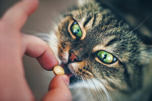 Peut-on donner de l'aspirine à un chat?