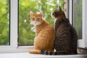 Comment prévenir et éliminer les puces chez les chats ?