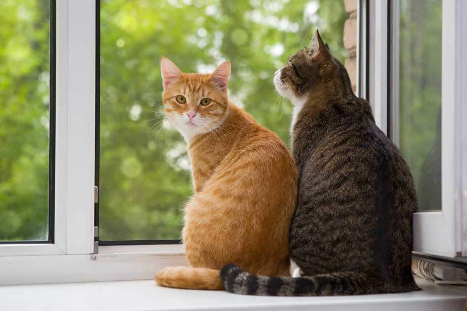 Comment prévenir et éliminer les puces chez les chats ?