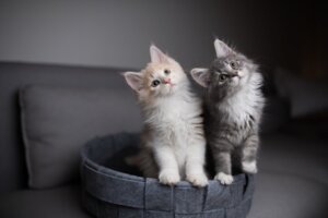 Phéromones pour chat, quelle est leur utilité?