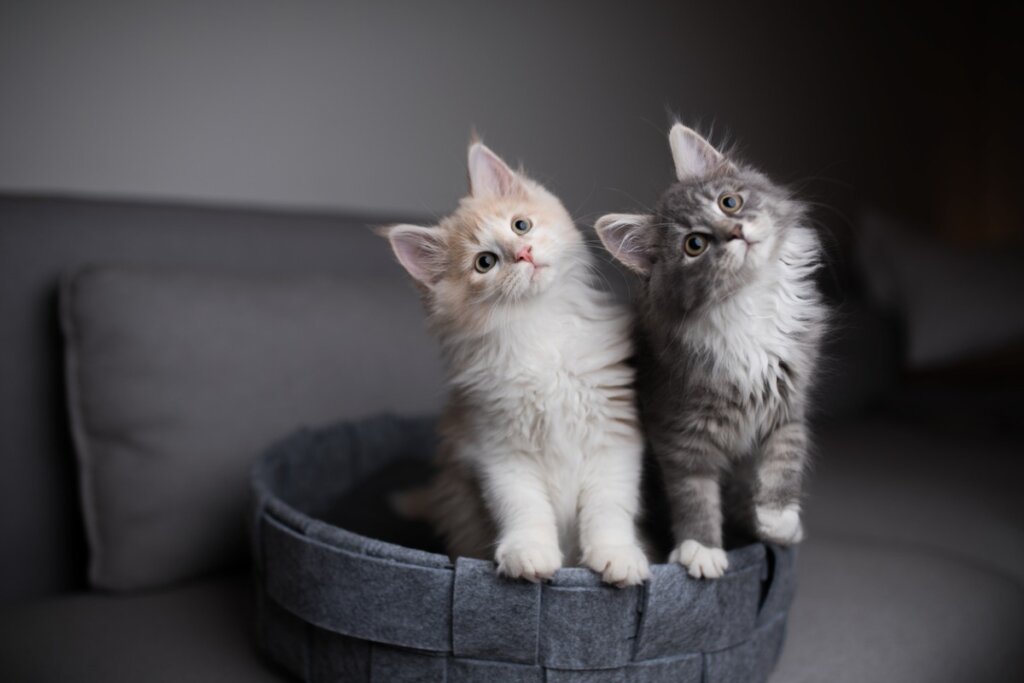 Phéromones pour chat, quelle est leur utilité?