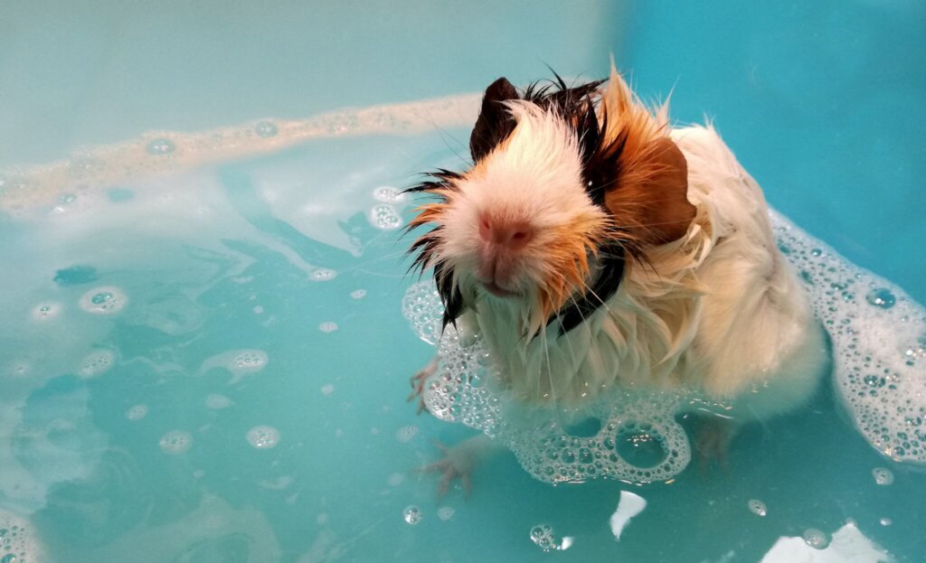 Comment donner un bain à un cochon d'Inde?