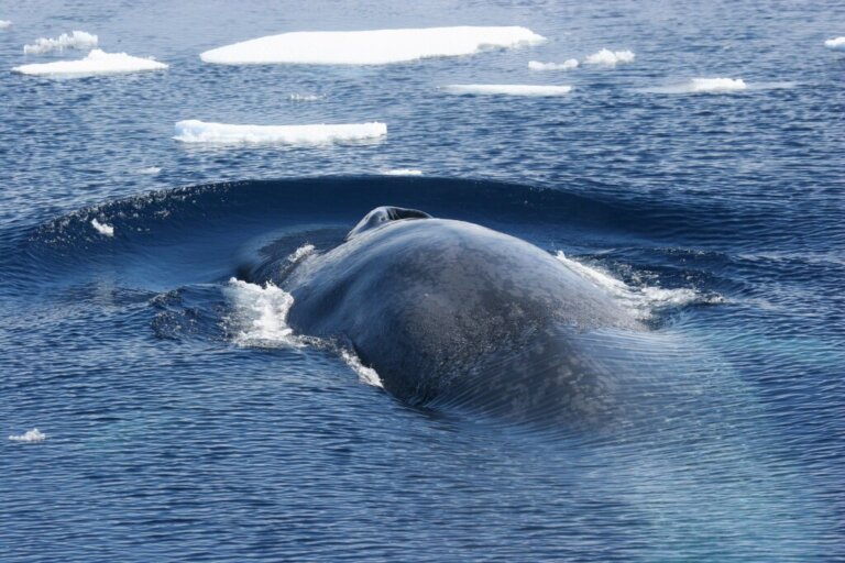 Curiosités sur le rorqual bleu de l'Antarctique
