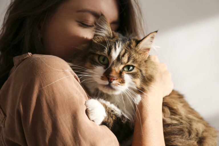 Comment favoriser le bien-être de votre chat?