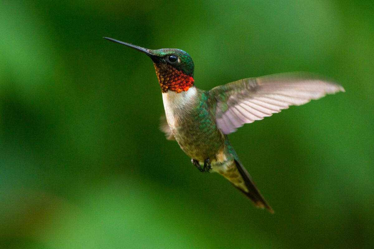 Colibri à gorge rubis : caractéristiques, habitat et alimentation