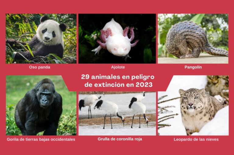 Le panda et les 28 animaux en danger d'extinction en 2023