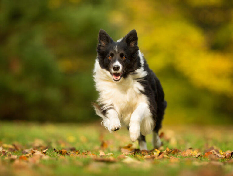 Le «Border Collie» et son énergie sans limites