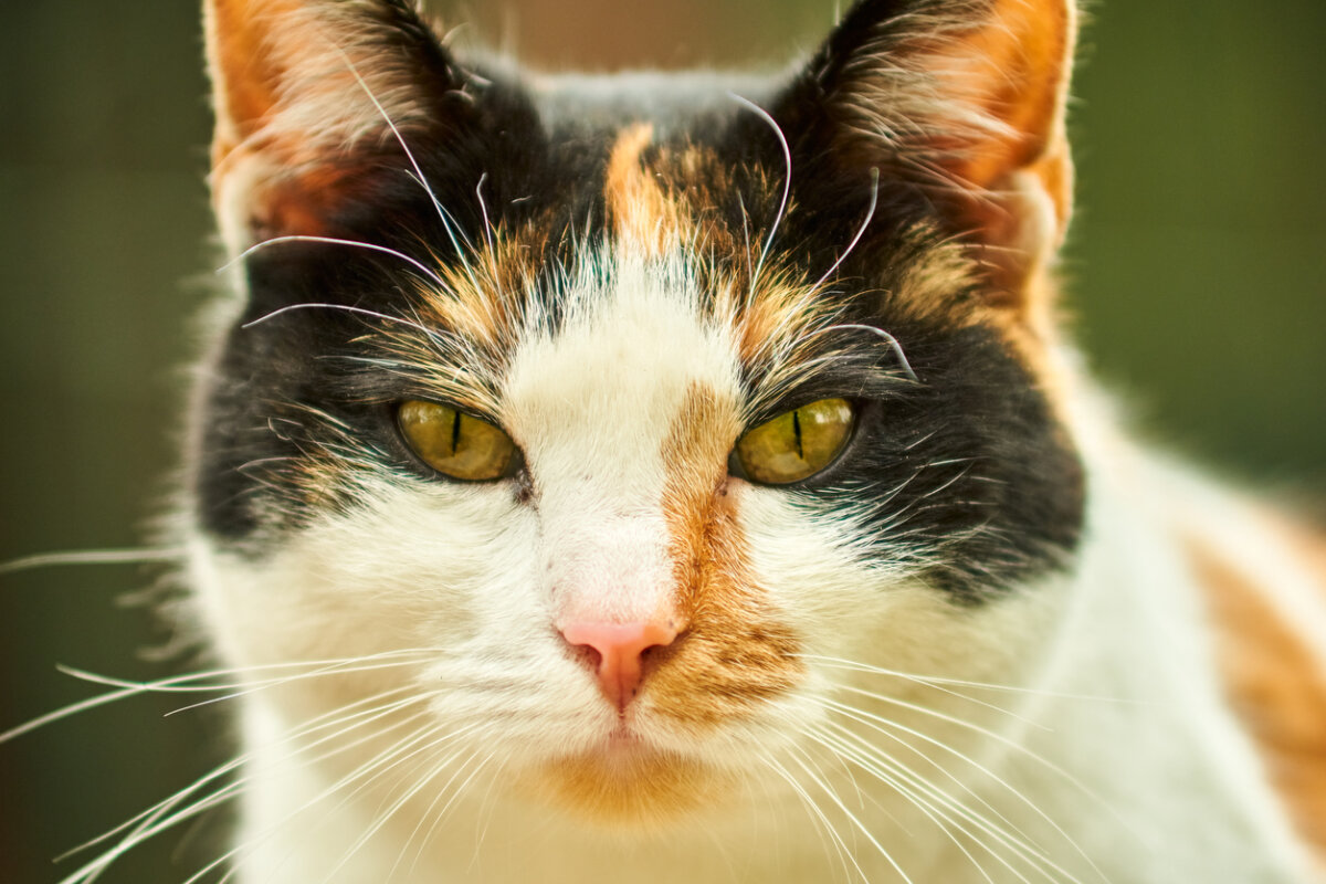 Chats tricolores : sont-ils mâles ou femelles ?