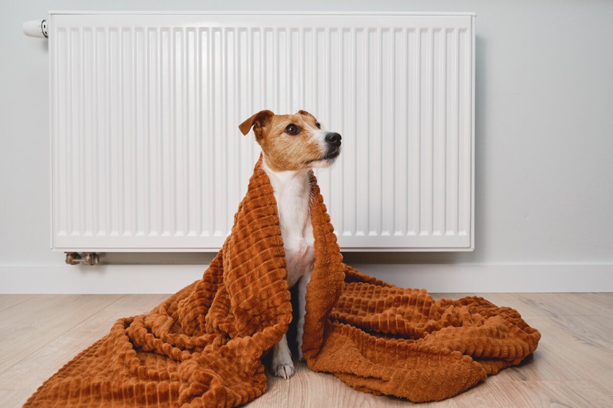Les changements environnementaux affectent-t-ils les chiens ?