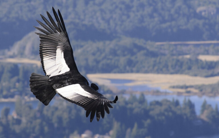 Oiseaux uniques de Colombie : beauté et diversité