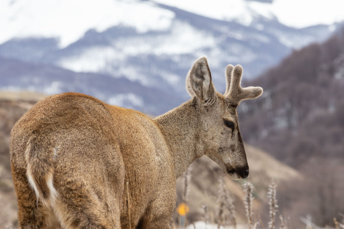 Les animaux les plus surprenants du Chili