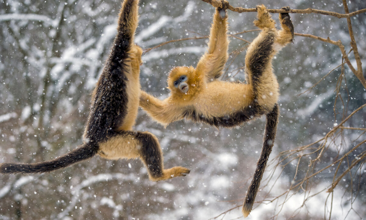 Langur doré: description, habitat et principale menace d'extinction