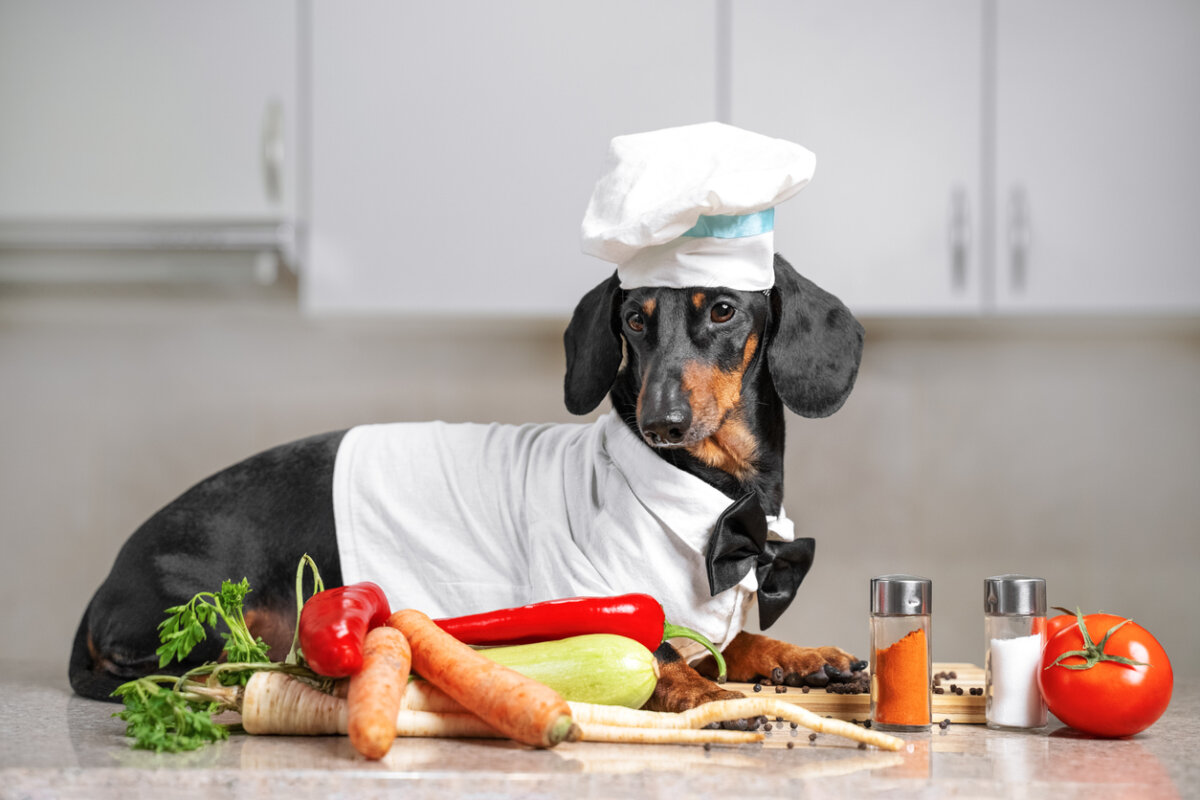 Recettes pour un chien atteint de pancréatite