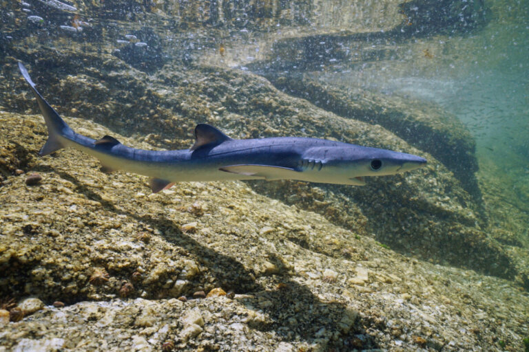 Pourquoi les requins s'approchent-ils du bord de mer ?