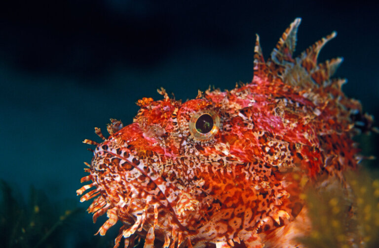 Curiosités sur la rascasse à découvrir