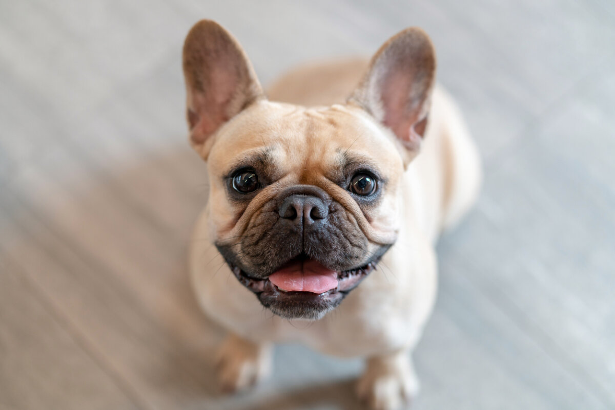 Tempérament du bouledogue français