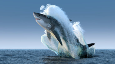 Requin blanc : habitat, caractéristiques et comportement