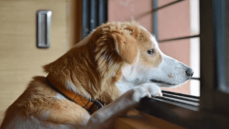 Que ressentent les chiens lorsqu'ils changent de propriétaire ?